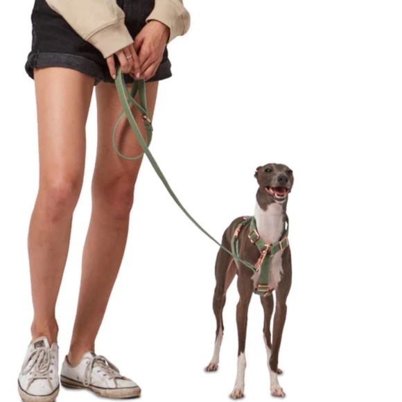 NWOT Koston SET M/L Dog Collar and Leash Set in sage green - Picture 2 of 14